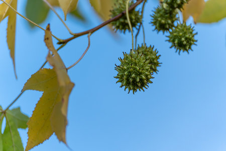 Spiky green sweetgum balls hang against a clear blue sky. Yellow leaves frame the scene.の写真素材