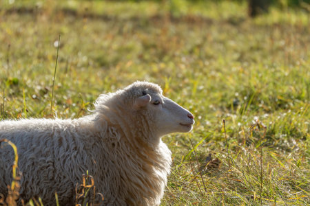 Close profile of a resting sheep in gentle light. Fine curls of wool glow against the meadow.
