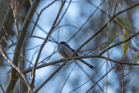 A Long-tailed Tit Aegithalos caudatus perches quietly on a thin branch. Small songbird framed by soft blue sky and bare twigs.の写真素材