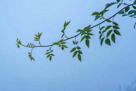 A slender bramble shoot Rubus fruticosus with fresh green leaves stretches into a pale sky. Minimalist composition highlights the delicate foliage.の写真素材