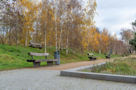 Wooden benches line a park path between grass and silver birch trees. Golden autumn leaves create a...