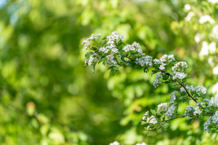 Arching branch of common hawthorn Crataegus monogyna covered in white blossoms. Isolated flowers stand out against a vivid green bokeh background.の写真素材