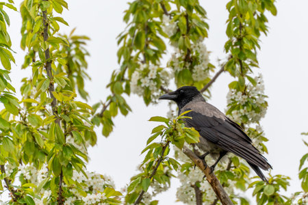 Hooded crow Corvus cornix sits high in a flowering cherry tree Prunus avium. Fresh green leaves and...