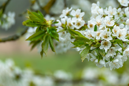 Cherry tree blossoms Prunus avium and unfolding leaves stretch over a soft meadow. White flowers and bright green foliage signal early spring.の写真素材