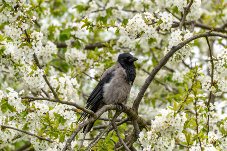A hooded crow Corvus cornix perches among cherry blossoms Prunus avium. Grey and black plumage contrasts with the white spring flowers.の写真素材