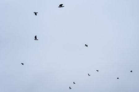 Small flock of birds flying across a pale blue sky, captured as silhouettes. Minimal scene with...