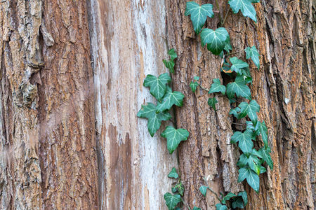 Close-up of tree bark with English ivy Hedera helix vines and glossy green leaves. Organic texture...