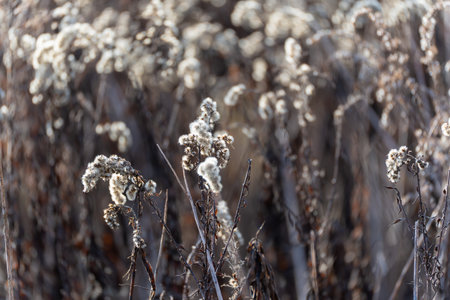 Backlit seed heads glow softly against a blurred natural background. The image captures calm...