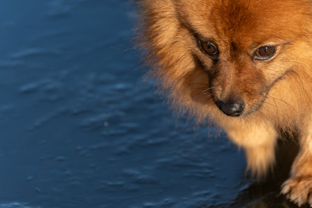 Dog Face Close-Up. Detailed close-up of a small dogs face with soft fur and focused eyes. Ideal for pet-related themes such as companionship, care, and animal lifestyle.の写真素材