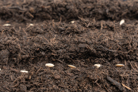 Seeds on dark compost-like background in a shallow macro scene. Natural gardening concept with copy space and earthy texture.の写真素材