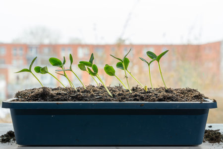 Cucumber seedlings grow in a plastic tray near a window, reaching for daylight. Indoor gardening and early vegetable cultivation are shown.の写真素材