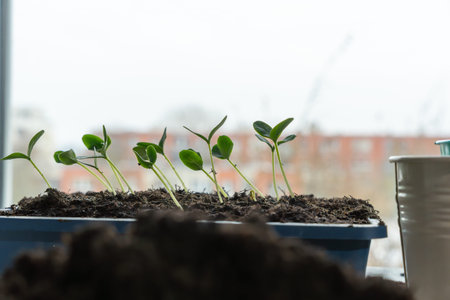 Cucumber seedlings grow in a tray near a window, reaching toward natural light. The scene represents early plant growth and indoor gardening.の写真素材