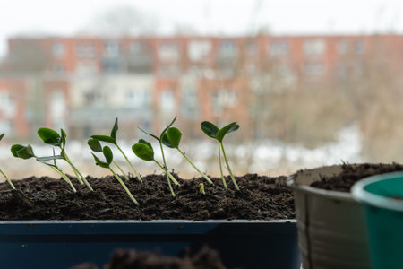 Cucumber seedlings grow evenly in soil inside a tray by the window. The image represents healthy development and sustainable gardening.の写真素材