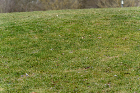 A grassy field with no visible objects. The grass is green and the ground is brown. There are no...