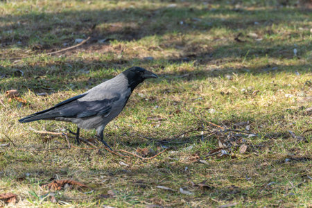 A detailed side view shows a hooded crow on dry grass. Light and shadow emphasize feathers and...