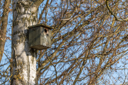 A rustic wooden birdhouse hangs on a birch tree trunk. Bare branches and blue sky create a calm...