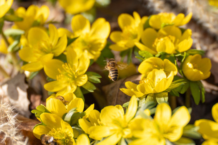 Honeybees collect nectar from vivid yellow winter aconite blossoms. Early spring sunlight highlights...