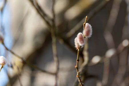 Fuzzy willow catkins stand out against a soft blurred backdrop. Warm light emphasizes texture and delicate form.の写真素材