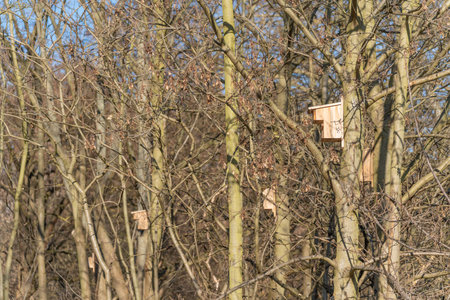 Several wooden birdhouses hang among leafless trees. The forest scene reflects early spring sunlight...