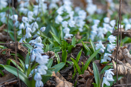Delicate blue flowers bloom beneath fallen leaves. Green stems rise from earthy, leaf-littered ground. Tiny blossoms cluster softly among foliage. Early spring colors whisper through woodland floorの写真素材