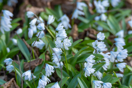 Delicate white flowers bloom among green leaves. Tiny blossoms cluster on slender stems. Natural...
