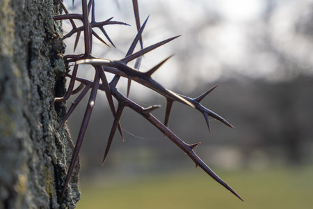 Dark thorns jut from a tree trunk. Sharp, pointed spikes stick out against soft background. Nature's...