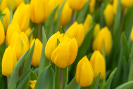 Close-up of bright yellow tulips in a garden. Each flower has smooth, rounded petals. Lush green foliage surrounds the blooms. Natural beauty of tulips is highlightedの写真素材