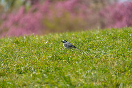 A White Wagtail Motacilla alba stands in a grassy meadow with a soft blurred green background. The scene captures a tranquil spring environment.