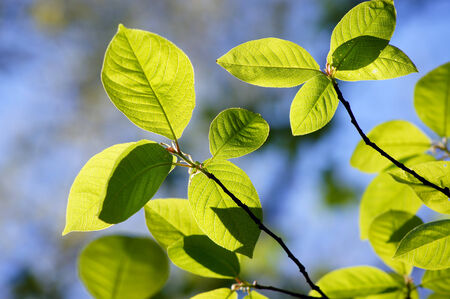 Bird cherry  prunus padus  fresh leaves brightly illuminated by the spring sun                      ...