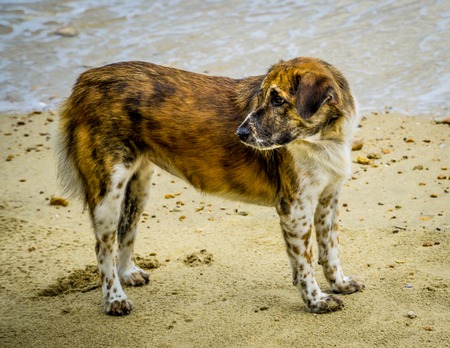 A wild and lonely dog with three colour tiger pattern furry at a beach in Thailand.の写真素材