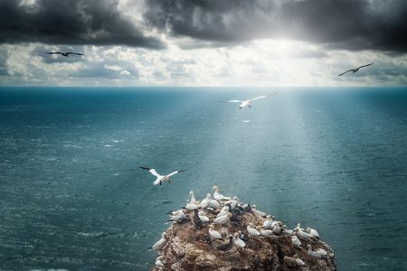 A birds formation (Northern gannets and sea gulls) fly in the stormy and cloudy air towards a sun stream with a lens flare. Creating an impression of freedom heading from the north sea to the south.の写真素材