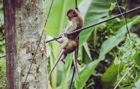 Young monkeys playing with electric cables in Thailand.