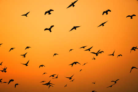 Domestic pigeons / feral pigeon (Gujarat - India) flock in flight against blue sky