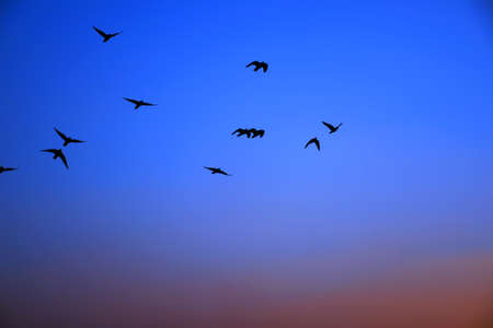 Domestic pigeons / feral pigeon (Gujarat - India) flock in flight against blue sky