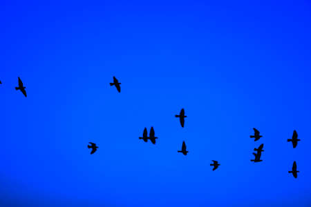 Domestic pigeons / feral pigeon (Gujarat - India) flock in flight against blue sky