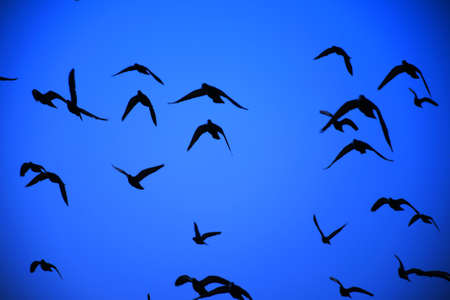Domestic pigeons / feral pigeon (Gujarat - India) flock in flight against blue sky