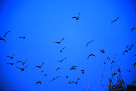 Domestic pigeons / feral pigeon (Gujarat - India) flock in flight against blue sky