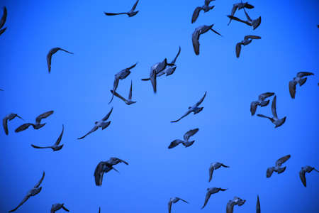 Domestic pigeons / feral pigeon (Gujarat - India) flock in flight against blue skyの写真素材