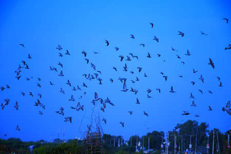 Domestic pigeons / feral pigeon (Gujarat - India) flock in flight against blue skyの写真素材
