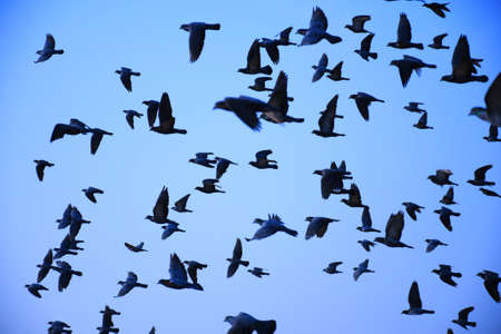 Domestic pigeons / feral pigeon (Gujarat - India) flock in flight against blue sky