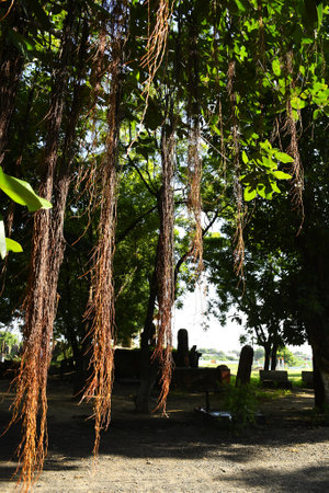 Napier Grass Farm, Indian Farm
