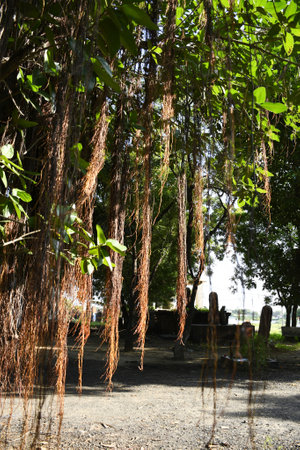 Napier Grass Farm, Indian Farm