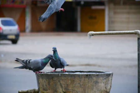 Pigeons on water pot and drinking waterの写真素材
