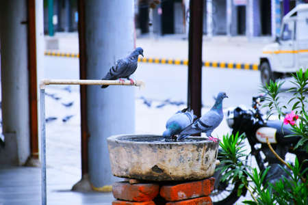 Pigeons on water pot and drinking waterの写真素材