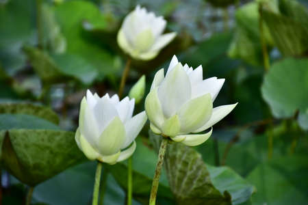Beautiful blooming white lotus flower in the pondの写真素材