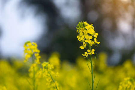 Beautiful yellow and green mustard flowersの写真素材