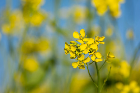 Beautiful yellow and green mustard flowersの写真素材
