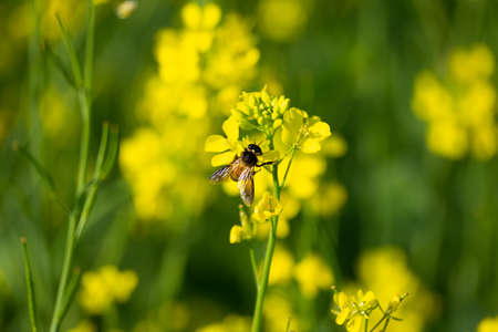 Honey Bee collecting pollen on yellow mustard flowerの写真素材