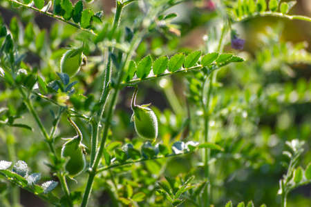 Green pods of chickpeas grow on a plantの写真素材