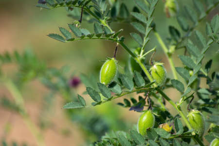 Green pods of chickpeas grow on a plantの写真素材